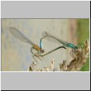 Ischnura elegans - Grosse Pechlibelle 06.jpg